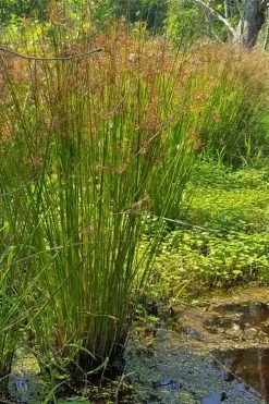 Soft Rush (Juncus Effusus) - 8 Pack Of 1 Gallon Pots -Shrub Plant Shop juncus effusus soft rush 2