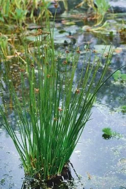 Soft Rush (Juncus Effusus) - 8 Pack Of 1 Gallon Pots -Shrub Plant Shop juncus effusus soft rush 3