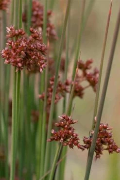 Soft Rush (Juncus Effusus) - 8 Pack Of 1 Gallon Pots -Shrub Plant Shop juncus effusus soft rush 4