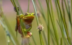 Soft Rush (Juncus Effusus) - 8 Pack Of 1 Gallon Pots -Shrub Plant Shop juncus effusus soft rush 7