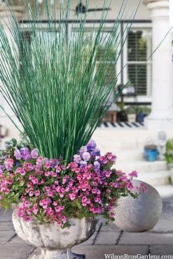 Elk's Blue California Gray Rush (Juncus Patens) - 1 Gallon Pot -Shrub Plant Shop juncus inflexus blue arrows rush 23