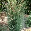 Elk's Blue California Gray Rush (Juncus Patens) - 1 Gallon Pot