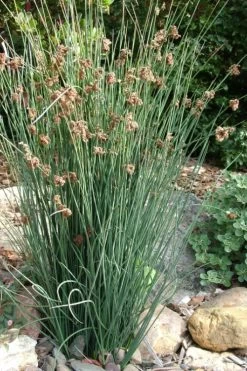 Elk's Blue California Gray Rush (Juncus Patens) - 1 Gallon Pot -Shrub Plant Shop juncus patens elk blue california rush 9