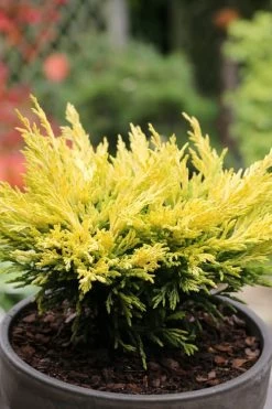 Limeglow Golden Andorra Compact Juniper - 3 Gallon Pot 10 Limeglow Golden Andorra Compact Juniper - 3 Gallon Pot -Shrub Plant Shop juniper horizontalis lime glow 23