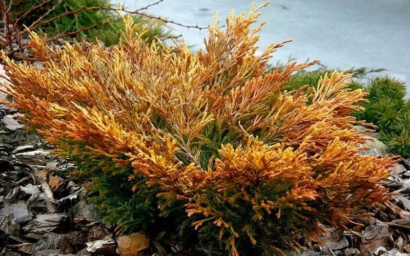 Limeglow Golden Andorra Compact Juniper - 3 Gallon Pot 6 Limeglow Golden Andorra Compact Juniper - 3 Gallon Pot - Image 6