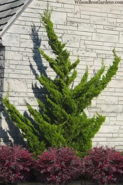 Hollywood Torulosa Juniper - 1 Gallon Pot
