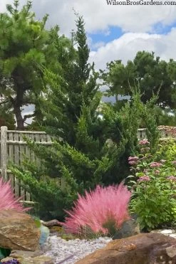 Hollywood Torulosa Juniper - 1 Gallon Pot -Shrub Plant Shop juniperus chinensis torulosa hollywood 101