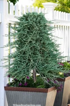 Blue Rug Juniper Tree Form Topiary - 3 Gallon Pot -Shrub Plant Shop juniperus horizontalis wiltonii blue rug topiary tree form 2