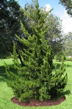 Canaertii Juniper (Red Cedar) - 7 Gallon Pot (4-5') -Shrub Plant Shop juniperus virginiana canaertii eatern red cedar 2