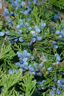 Canaertii Juniper (Red Cedar) - 7 Gallon Pot (4-5') -Shrub Plant Shop juniperus virginiana canaertii eatern red cedar 4 1