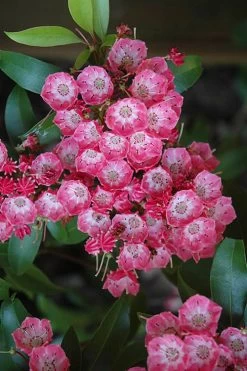Pink Charm Mountain Laurel (Kalmia Latifolia) - 3 Gallon Pot -Shrub Plant Shop kalmia latifolia pink charm mountain laurel 1