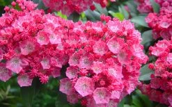 Pink Charm Mountain Laurel (Kalmia Latifolia) - 3 Gallon Pot -Shrub Plant Shop kalmia latifolia pink charm mountain laurel 4