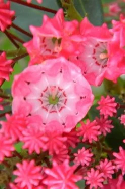 Sarah Pink Mountain Laurel (Kalmia Latifolia) - 3 Gallon Pot -Shrub Plant Shop kalmia latifolia sarah mountain laurel 2