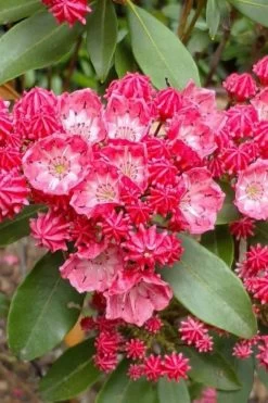 Sarah Pink Mountain Laurel (Kalmia Latifolia) - 3 Gallon Pot -Shrub Plant Shop kalmia latifolia sarah mountain laurel 3