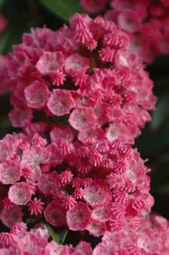 Sarah Pink Mountain Laurel (Kalmia Latifolia) - 3 Gallon Pot -Shrub Plant Shop kalmia latifolia sarah mountain laurel 4