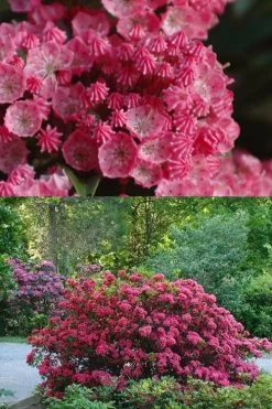 Sarah Pink Mountain Laurel (Kalmia Latifolia) - 3 Gallon Pot -Shrub Plant Shop kalmia latifolia sarah mountain laurel 5