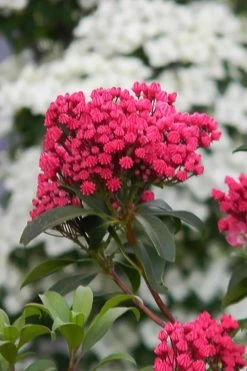 Sarah Pink Mountain Laurel (Kalmia Latifolia) - 3 Gallon Pot -Shrub Plant Shop kalmia latifolia sarah mountain laurel 6
