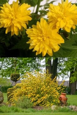 Japanese Marigold Bush (Kerria Japonica 'Pleniflora') - 5 Pack Of Quart Pots 14 Japanese Marigold Bush (Kerria Japonica 'Pleniflora') - 5 Pack Of Quart Pots -Shrub Plant Shop kerria japonica plenaflora japanese rose 2