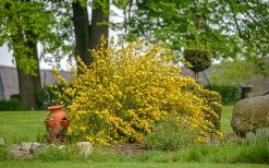 Japanese Marigold Bush (Kerria Japonica 'Pleniflora') - 5 Pack Of Quart Pots 12 Japanese Marigold Bush (Kerria Japonica 'Pleniflora') - 5 Pack Of Quart Pots -Shrub Plant Shop kerria japonica plenaflora japanese rose 3