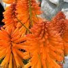 Poco Orange Red Hot Poker (Kniphofia) - 1 Gallon Pot