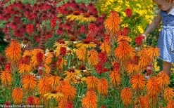 Poco Orange Red Hot Poker (Kniphofia) - 1 Gallon Pot -Shrub Plant Shop kniphofia poco orange red hot poker 7