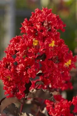 Black Diamond Best Red Crape Myrtle (Single Trunk Tree) - 7 Gallon Pot 11 Black Diamond Best Red Crape Myrtle (Single Trunk Tree) - 7 Gallon Pot -Shrub Plant Shop lagerstroemia black diamond best red crape myrtle tree 2