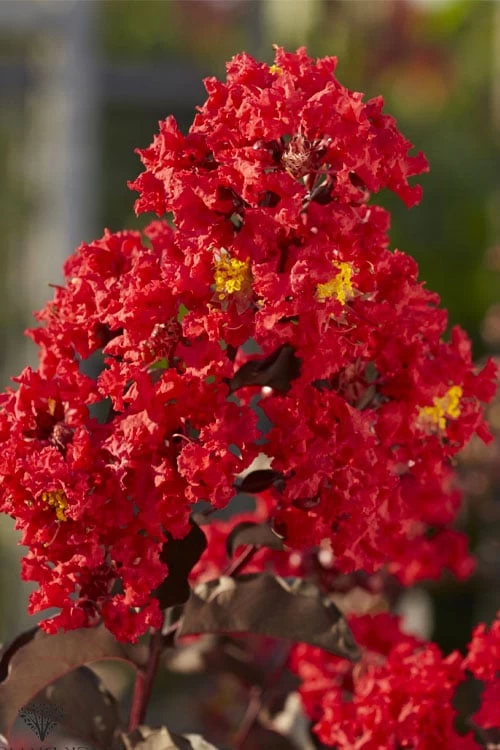 Black Diamond Best Red Crape Myrtle (Single Trunk Tree) - 7 Gallon Pot 6 Black Diamond Best Red Crape Myrtle (Single Trunk Tree) - 7 Gallon Pot - Image 6