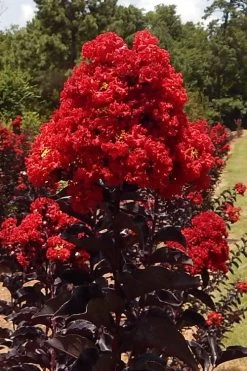 Black Diamond Best Red Crape Myrtle (Single Trunk Tree) - 7 Gallon Pot 9 Black Diamond Best Red Crape Myrtle (Single Trunk Tree) - 7 Gallon Pot -Shrub Plant Shop lagerstroemia black diamond best red crape myrtle tree 3