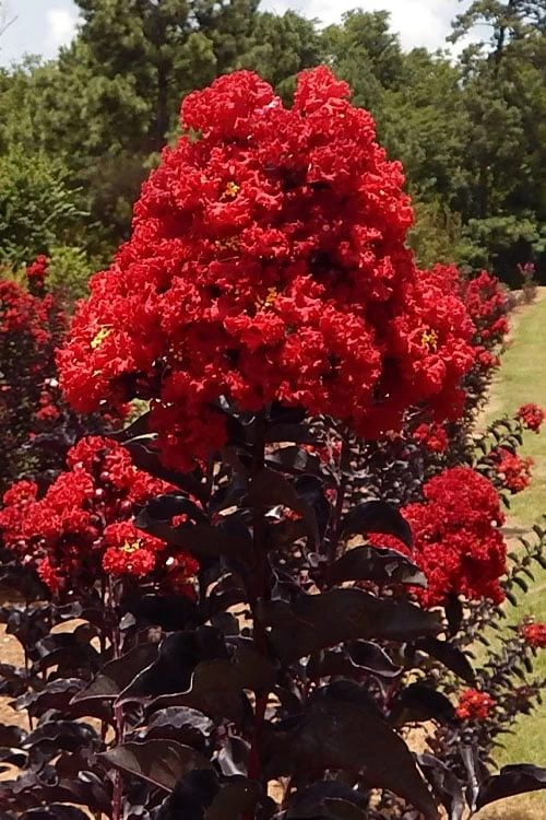 Black Diamond Best Red Crape Myrtle (Single Trunk Tree) - 7 Gallon Pot 4 Black Diamond Best Red Crape Myrtle (Single Trunk Tree) - 7 Gallon Pot - Image 4