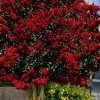 Dynamite Red Crape Myrtle - 7 Gallon Pot (3-4')