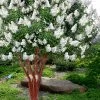 Natchez White Crape Myrtle - 1 Gallon Pot