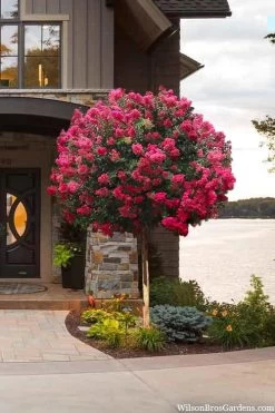 Tonto Red Crape Myrtle - Single Trunk Topiary Tree - 5 Gallon Pot