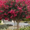 Tuscarora Watermelon Red Crape Myrtle - 1 Gallon Pot