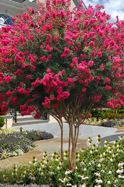 Tuscarora Watermelon Red Crape Myrtle - 1 Gallon Pot 1 Tuscarora Watermelon Red Crape Myrtle - 1 Gallon Pot