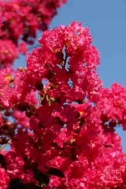 Tuskegee Crape Myrtle - 1 Gallon Pot -Shrub Plant Shop lagerstroemia indica tuskeegee crape myrtle tree 1