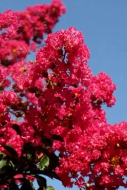Tuskegee Crape Myrtle - 1 Gallon Pot -Shrub Plant Shop lagerstroemia indica tuskeegee crape myrtle tree 2