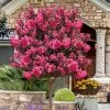 Twilight Magic Crape Myrtle Tree (Single Trunk) - 5 Gallon Pot