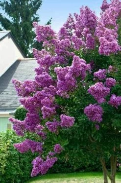 Twilight Purple Crape Myrtle - 6 Pack Of 1 Gallon Pots 10 Twilight Purple Crape Myrtle - 6 Pack Of 1 Gallon Pots -Shrub Plant Shop lagerstroemia indica twilight purple crape myrtle tree 1