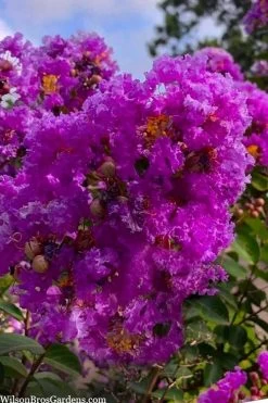 Twilight Purple Crape Myrtle - 6 Pack Of 1 Gallon Pots 11 Twilight Purple Crape Myrtle - 6 Pack Of 1 Gallon Pots -Shrub Plant Shop lagerstroemia indica twilight purple crape myrtle tree 103