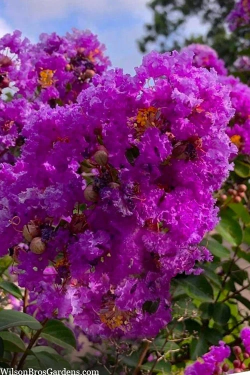 Twilight Purple Crape Myrtle - 6 Pack Of 1 Gallon Pots 5 Twilight Purple Crape Myrtle - 6 Pack Of 1 Gallon Pots - Image 5
