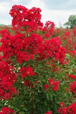 Ruffled Red Magic Crape Myrtle - 3 Gallon Pot 7 Ruffled Red Magic Crape Myrtle - 3 Gallon Pot -Shrub Plant Shop lagerstroemia ruffled red magic crape myrtle 10