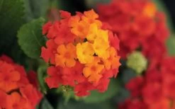 Little Lucky Red Lantana - 6 Inch Pot -Shrub Plant Shop lantana Little Lucky Red Flower Closeup