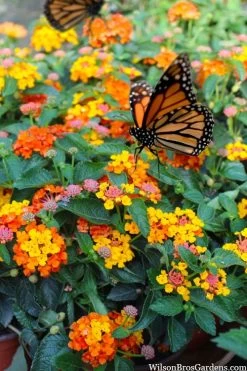 Sonset Hardy Lantana - 5 Pack Of Quart Pots -Shrub Plant Shop lantana sonset 104