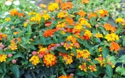 Sonset Hardy Lantana - 5 Pack Of Quart Pots -Shrub Plant Shop lantana sonset 105