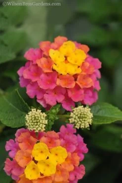 Sonset Hardy Lantana - 5 Pack Of Quart Pots -Shrub Plant Shop lantana sonset 20