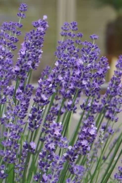 Big Time Blue Lavender - 1 Gallon Pot 11 Big Time Blue Lavender - 1 Gallon Pot -Shrub Plant Shop lavandula angustifolia big time blue lavender 1