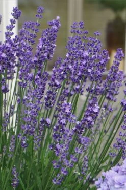 Big Time Blue Lavender - 1 Gallon Pot 9 Big Time Blue Lavender - 1 Gallon Pot -Shrub Plant Shop lavandula angustifolia big time blue lavender 2