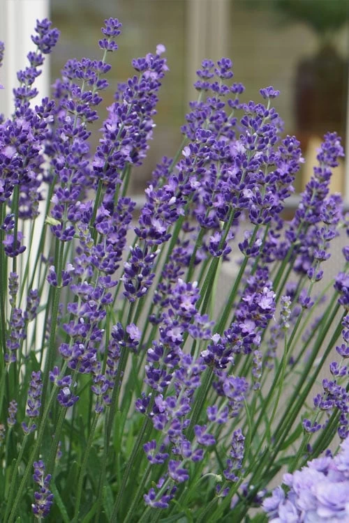 Big Time Blue Lavender - 1 Gallon Pot 4 Big Time Blue Lavender - 1 Gallon Pot - Image 4