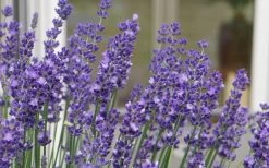 Big Time Blue Lavender - 1 Gallon Pot 10 Big Time Blue Lavender - 1 Gallon Pot -Shrub Plant Shop lavandula angustifolia big time blue lavender 3