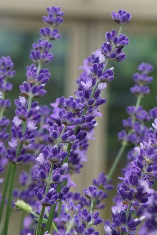Big Time Blue Lavender - 1 Gallon Pot 1 Big Time Blue Lavender - 1 Gallon Pot